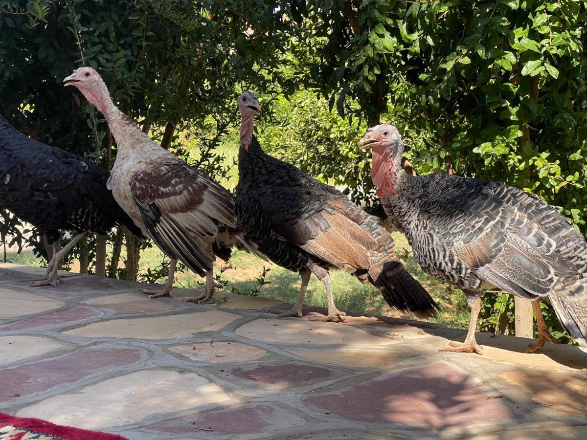 Naseem Country House El-Ula Dış mekan fotoğraf