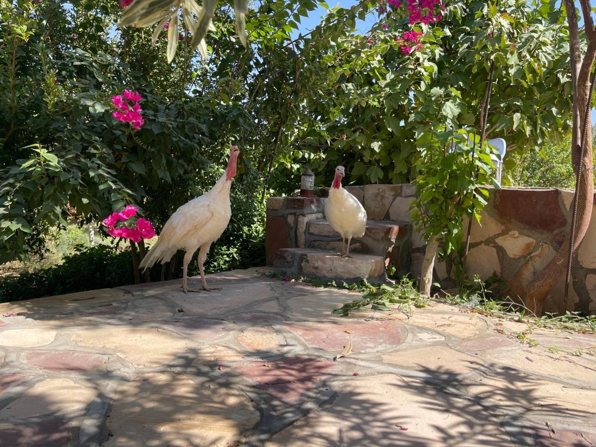 Naseem Country House El-Ula Dış mekan fotoğraf